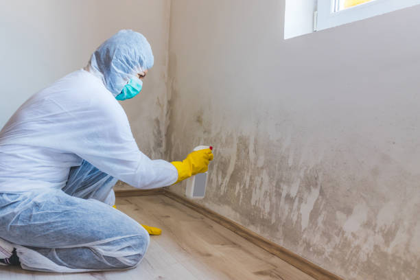 Licensed Mold Remediation service in Silver Hill, MD - 24 Hour Mold Removal