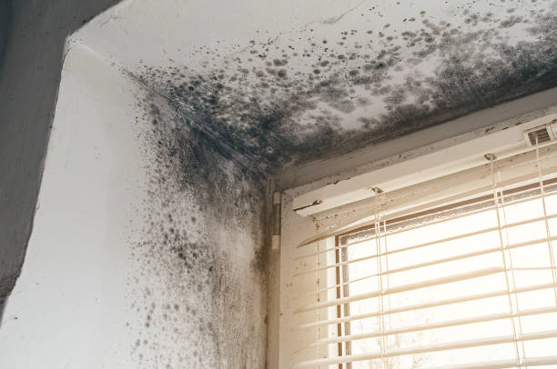 Affordable Mold Remediation solutions in Silver Hill, MD